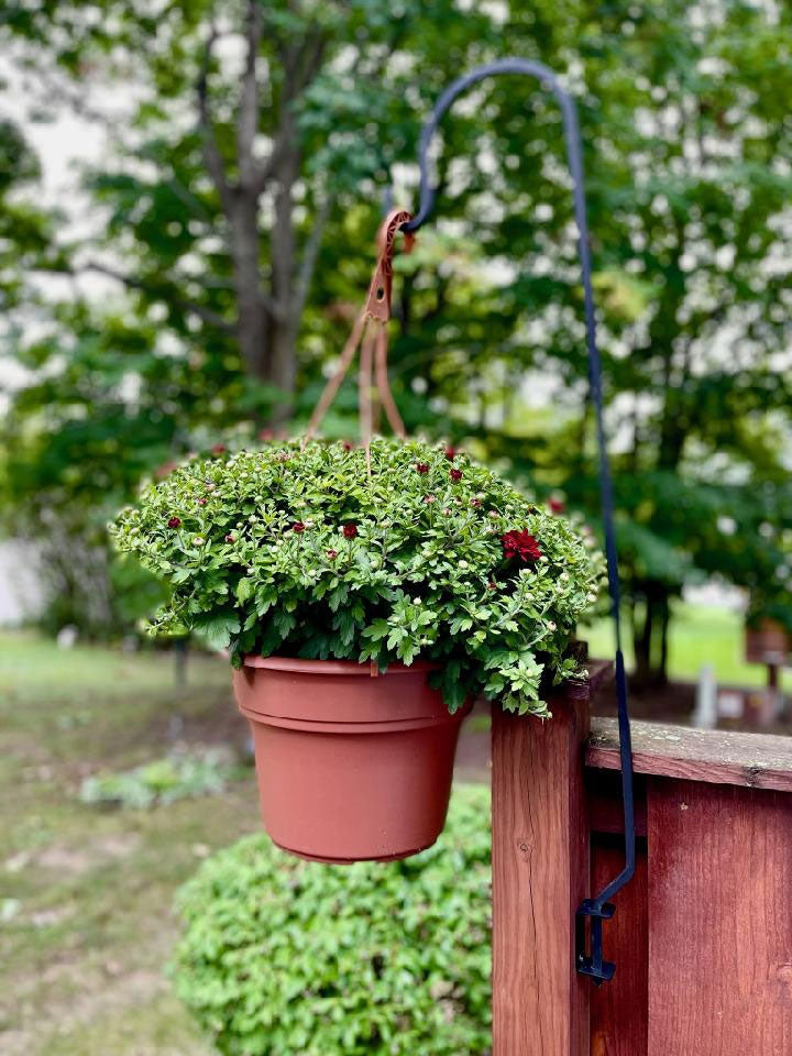 Wrought iron lawn hook with hanging plant on deck